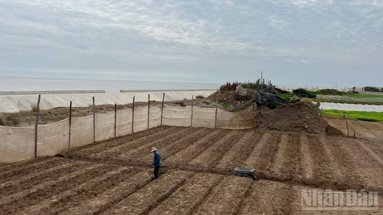 Vĩnh Long cấp bách phòng, chống sạt lở bờ biển ndo_br_5-1.jpg