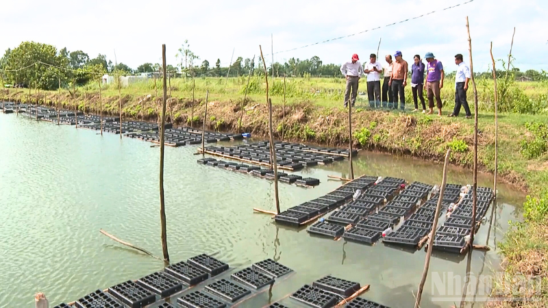 Mô hình nuôi cua biển thương phẩm trong hộp nhựa của ông Dư Quốc Bảo, phường Vĩnh Phước, thành phố Cần Thơ 