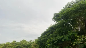 Khu du lịch sinh thái Đảo Cò (Hải Phòng).