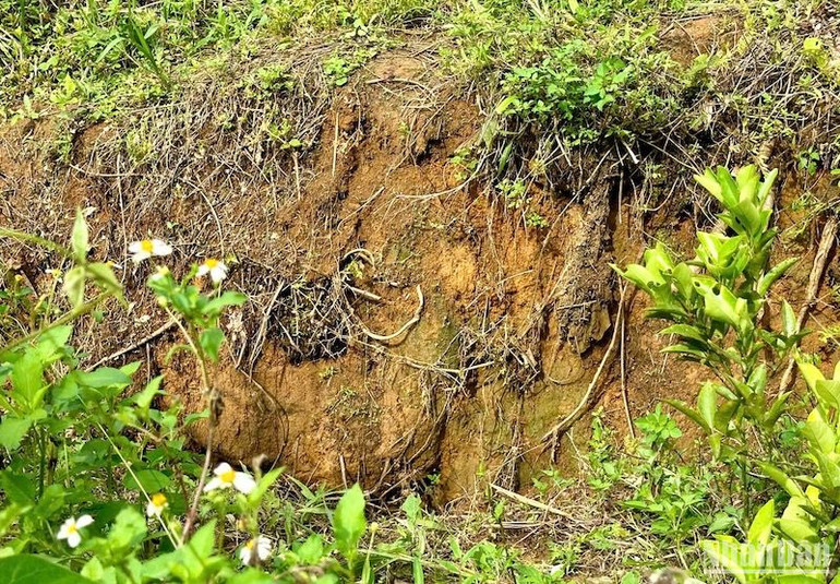 Đoạn tường đất bị nứt tách rời đồi có độ cao gần 0,5m. Đoạn tường đất bị nứt tách rời đồi có độ cao gần 0,5m.