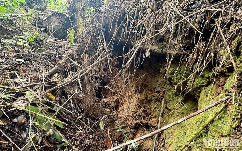 Đường nứt núi kéo dài khiến nhiều cây lớn trên đồi bật gốc. Đường nứt núi kéo dài khiến nhiều cây lớn trên đồi bật gốc.