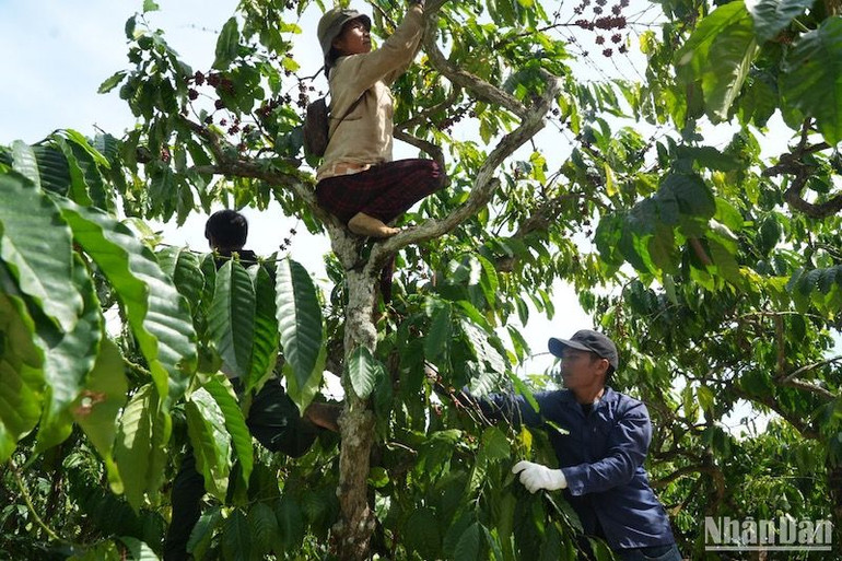 Lao động các địa phương ở tỉnh Quảng Ngãi thu hoạch cà-phê tại tỉnh Kon Tum. Lao động các địa phương ở tỉnh Quảng Ngãi thu hoạch cà-phê tại tỉnh Kon Tum.