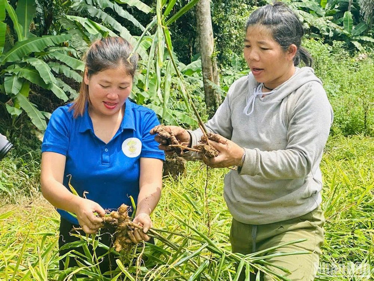 Thu hoạch gừng sẻ ở xã biên giới Ga Ri, huyện Tây Giang.