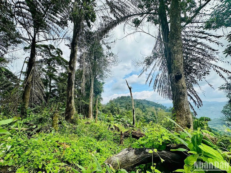 Các chính sách khuyến khích bảo tồn, phát triển cây dược liệu khác mở ra hướng đi vững cho các huyện miền núi tỉnh Quảng Nam.