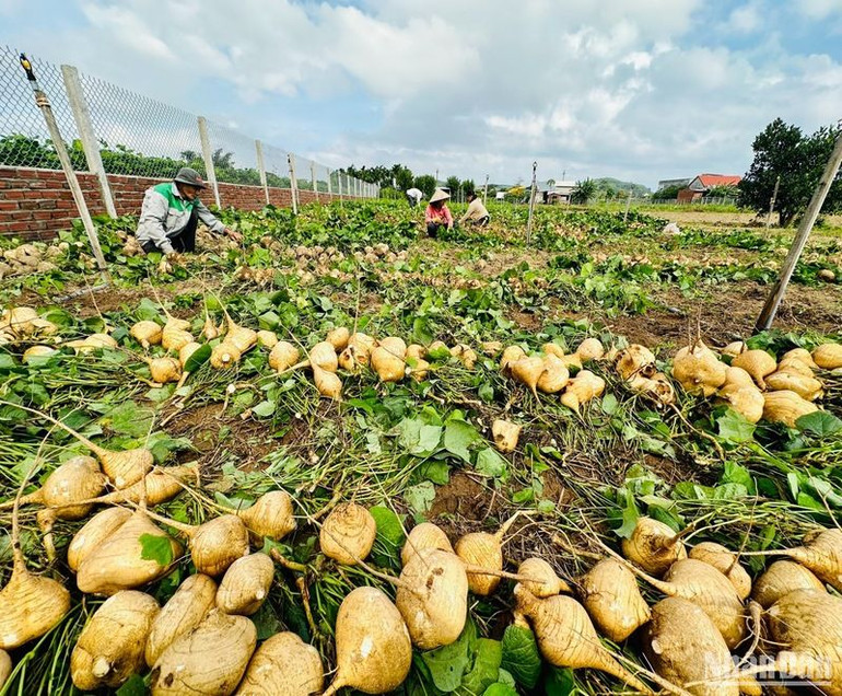Hàng nghìn tấn củ đậu chưa có nơi tiêu thụ. Hàng nghìn tấn củ đậu chưa có nơi tiêu thụ.