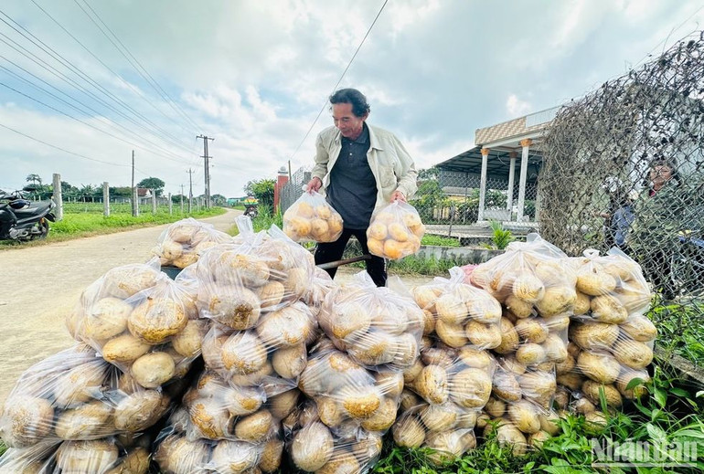 Củ đậu tập kết trên đường chờ thương lái thu mua. Củ đậu tập kết trên đường chờ thương lái thu mua.