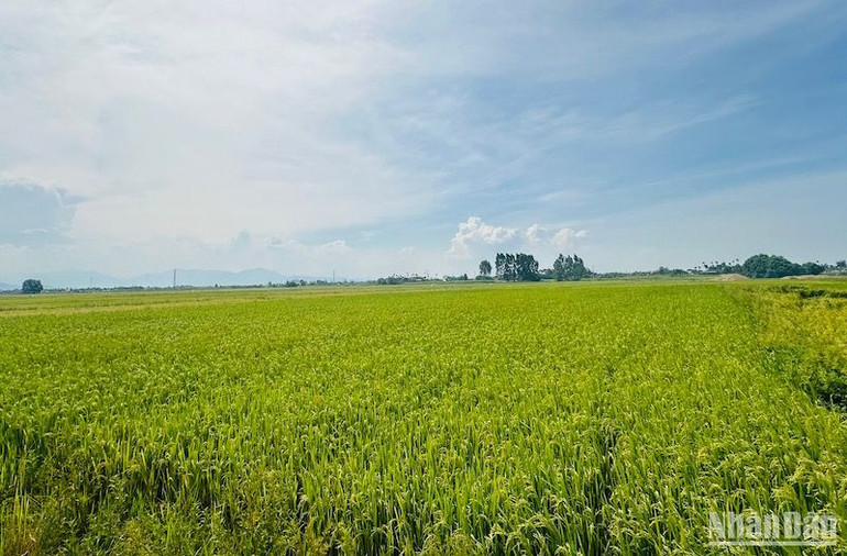 Tỉnh Quảng Ngãi đẩy mạnh công tác xã hội hóa dồn điền đổi thửa và chỉnh trang đồng ruộng. Tỉnh Quảng Ngãi đẩy mạnh công tác xã hội hóa dồn điền đổi thửa và chỉnh trang đồng ruộng.