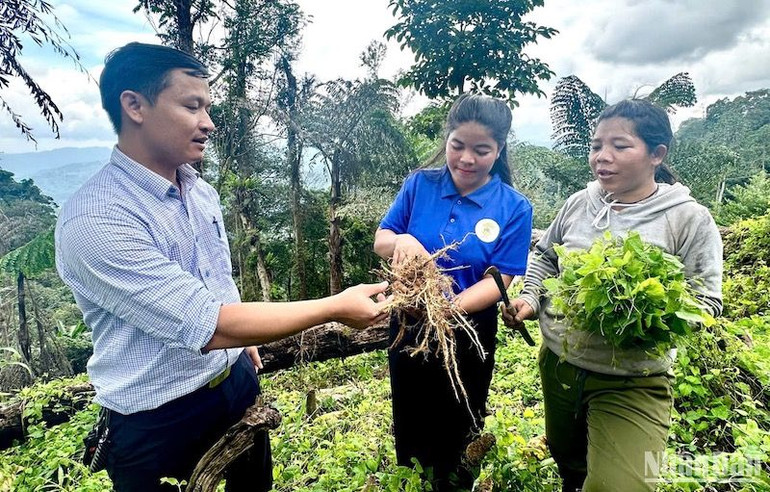 Cán bộ Ngân hàng Chính sách xã hội huyện Tây Giang cùng các thành viên Hợp tác xã thăm mô hình dược liệu từ nguồn vốn vay chính sách Cán bộ Ngân hàng Chính sách xã hội huyện Tây Giang cùng các thành viên Hợp tác xã thăm mô hình dược liệu từ nguồn vốn vay chính sách