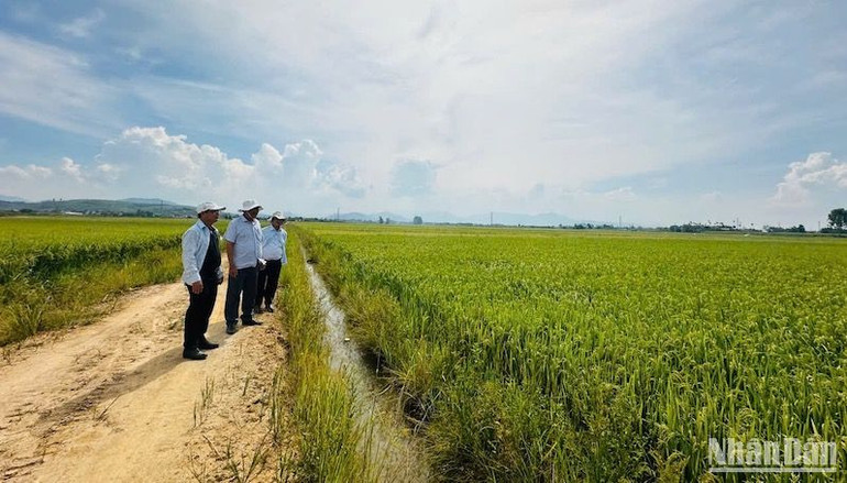 Ngành chức năng tỉnh Quảng Ngãi kiểm tra công tác dồn điền đổi thửa ở cơ sở.