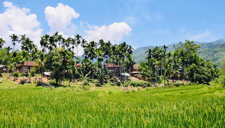 Chủ động mở rộng vùng nguyên liệu cau tươi hướng đến xuất khẩu.