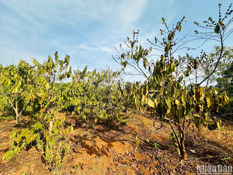 Nhiều diện tích cà phê vùng biên giới bắt đầu héo rũ vì không còn nước tưới. Nhiều diện tích cà phê vùng biên giới bắt đầu héo rũ vì không còn nước tưới.