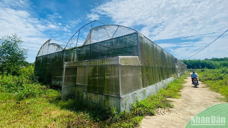 Mô hình rau thủy canh tại Trại thực nghiệm thuộc Trung tâm ứng dụng khoa học và công nghệ bỏ hoang từ năm 2018 đến nay. Mô hình rau thủy canh tại Trại thực nghiệm thuộc Trung tâm ứng dụng khoa học và công nghệ bỏ hoang từ năm 2018 đến nay.