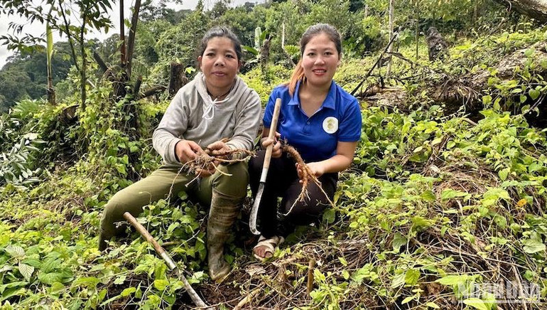 Hợp tác xã Nông nghiệp sinh thái Rừng Xanh Rau Sạch với 21 xã viên chủ yếu là phụ nữ người Cơ Tu. Hợp tác xã Nông nghiệp sinh thái Rừng Xanh Rau Sạch với 21 xã viên chủ yếu là phụ nữ người Cơ Tu.