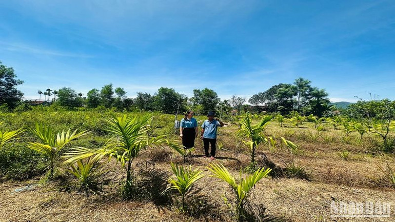 Vườn cây trồng chuyên canh của ông Ngô Hữu Trung sẽ được hỗ trợ di chuyển đến vườn mới.