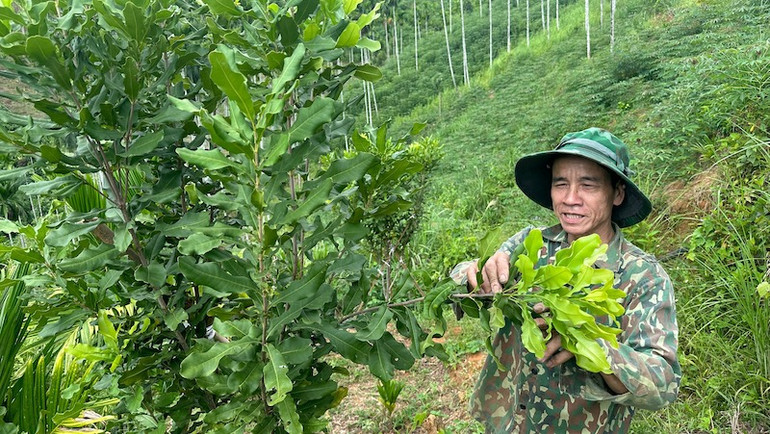 Xã Sơn Tây Thượng phát triển các vùng nguyên liệu với cây trồng mới. img-5796-3342.jpg