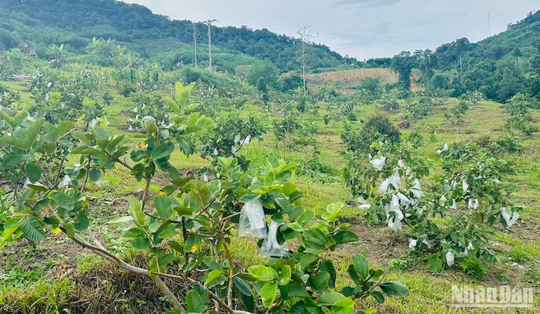 Vùng chuyên canh cây ăn quả đang dần hình thành ở vùng cao huyện Sơn Tây.