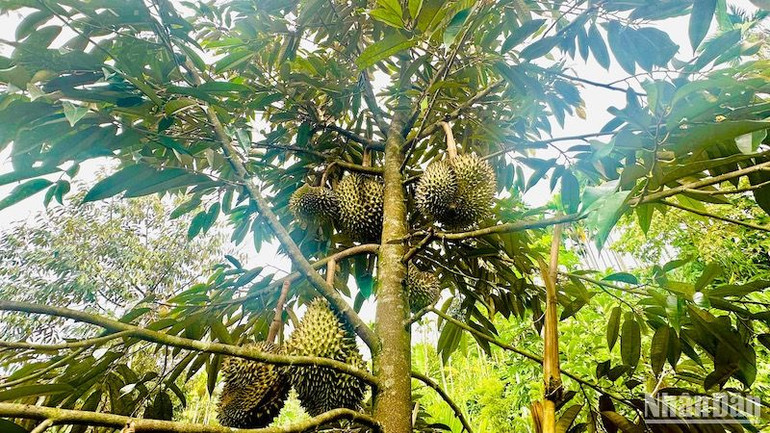 Sầu riêng và nhiều giống cây ăn trái có giá trị kinh tế cao phù hợp ở miền núi Quảng Ngãi.