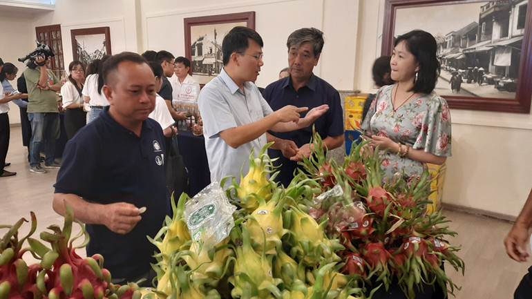 Đại biểu tham quan trái thanh long trưng bày tại hội nghị
