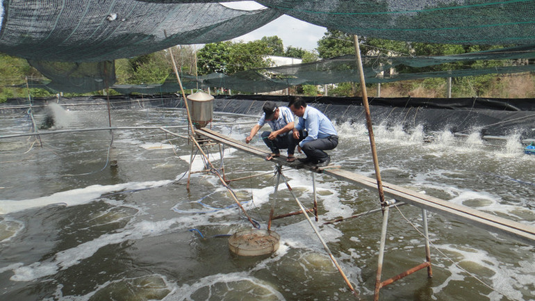 Nuôi tôm tại vùng ven biển ở Thành phố Hồ Chí Minh. Nuôi tôm tại vùng ven biển ở Thành phố Hồ Chí Minh.