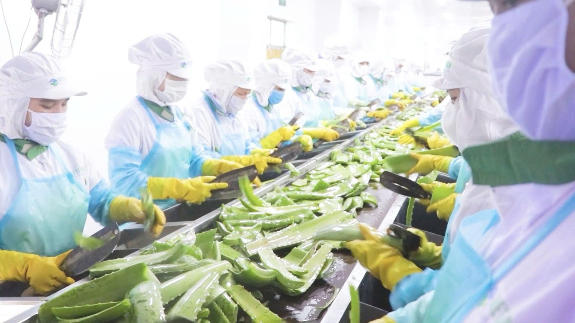 Nha đam làm nguyên liệu chế biến trong nhà máy thực phẩm. (Ảnh: PV) nhadam2.jpg