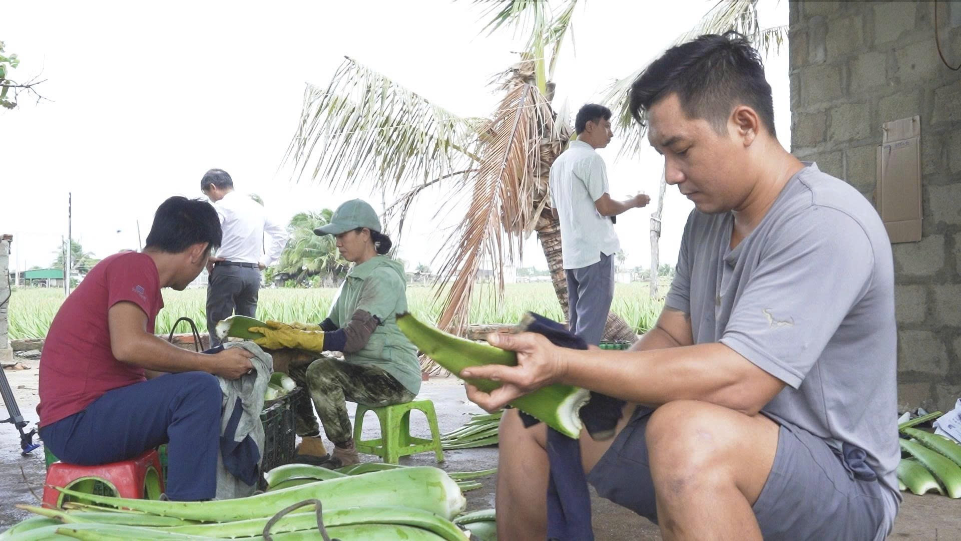 Nông dân sơ chế nha đam ngay sau thu hoạch. (Ảnh: PV) nhadam1.jpg