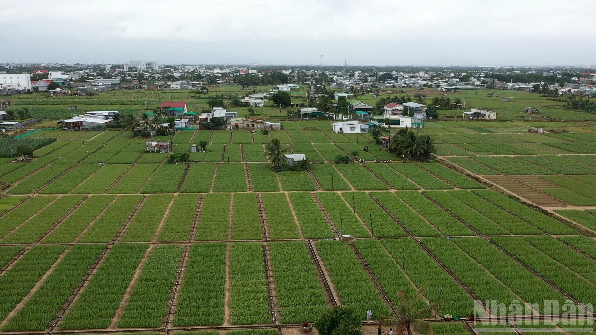 Sản xuất nông nghiệp 2025 vượt khó để ghi nhận kết quả tích cực. (Ảnh: THUẬN NGUYỄN)