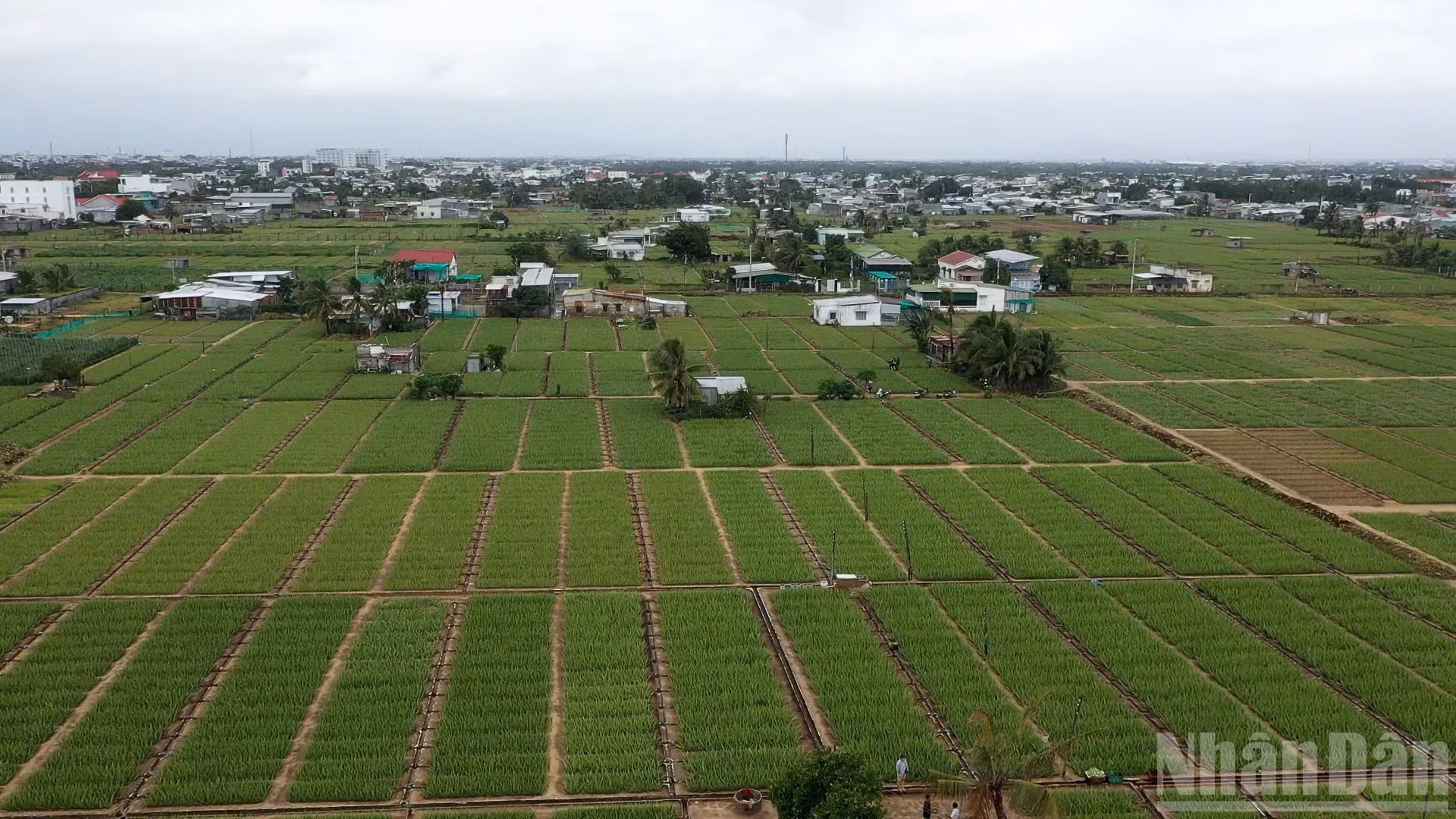 Sản xuất nông nghiệp 2025 vượt khó để ghi nhận kết quả tích cực. (Ảnh: THUẬN NGUYỄN)