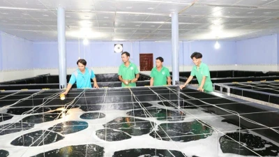 Bộ phận kỹ thuật của doanh nghiệp sản xuất tôm giống tại tỉnh Ninh Thuận kiểm tra quá trình sinh trưởng của tôm giống trong thời gian ương dưỡng.