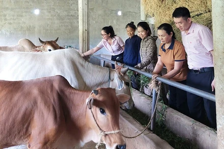 Mô hình vay vốn chăn nuôi bò ở thôn Hùng Sơn, xã Phú Trạch. 