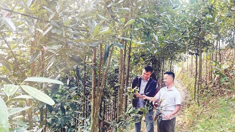 Cây quế đang trở thành cây làm giàu của bà con xã Trung Sơn.