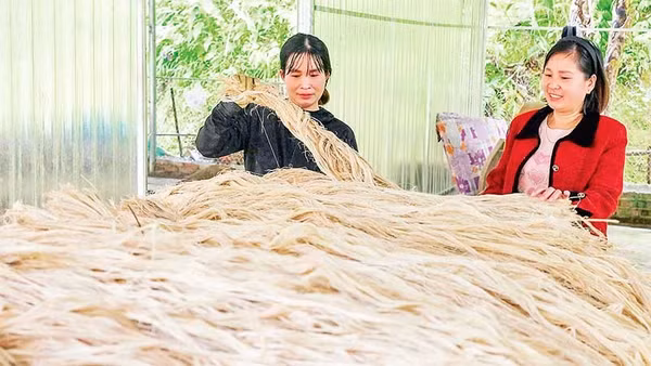 Một số sản phẩm từ sợi chuối đã được xuất khẩu sang thị trường nước ngoài, góp phần tạo đầu ra ổn định.