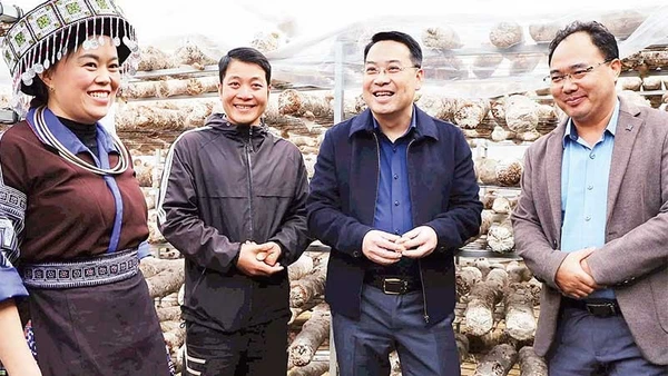 Đồng chí Giàng A Câu, Bí thư Đảng ủy xã Mù Cang Chải (người đứng ngoài cùng bên phải) tham gia kiểm tra việc trồng nấm xuất khẩu trên địa bàn.