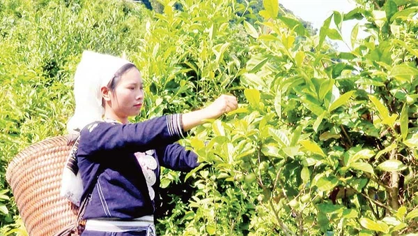 Xã viên Hợp tác xã Sơn Trà thu hoạch chè Shan tuyết.