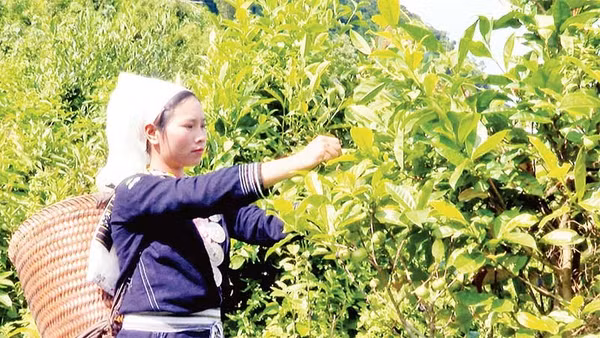 Xã viên Hợp tác xã Sơn Trà thu hoạch chè Shan tuyết.