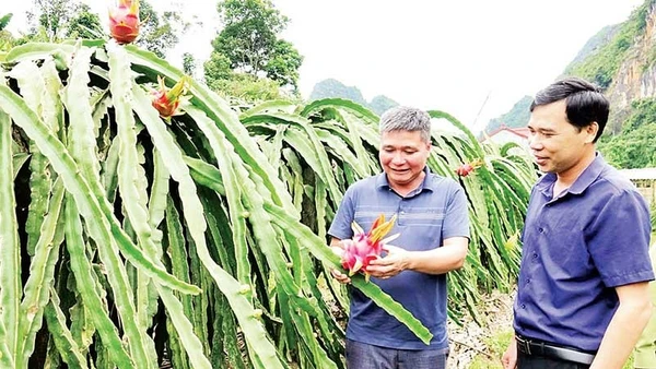 Nông dân phường Chiềng An phát triển mô hình thanh long ruột đỏ. (Ảnh NGUYỄN YẾN)
