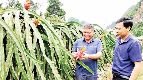 Nông dân phường Chiềng An phát triển mô hình thanh long ruột đỏ. (Ảnh NGUYỄN YẾN)