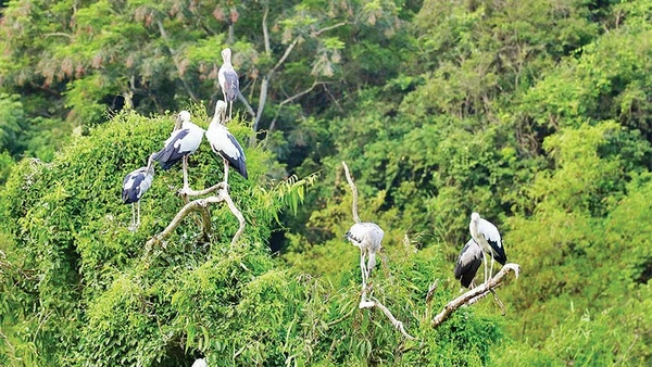 Hơn 40 loài chim quần tụ, sinh sống tại Khu du lịch sinh thái Thung Nham, Ninh Bình.