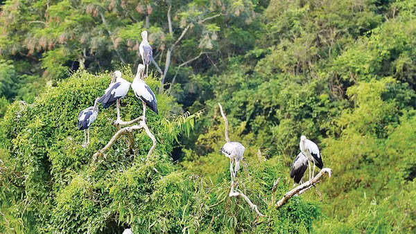 Hơn 40 loài chim quần tụ, sinh sống tại Khu du lịch sinh thái Thung Nham, Ninh Bình.