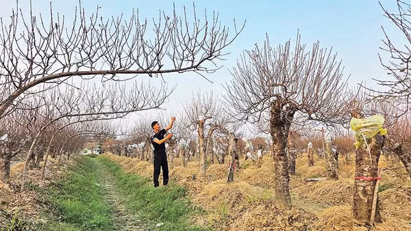Anh Trịnh Văn Hiệu, thôn 8, xã Xuân Du trong vườn đào của gia đình.