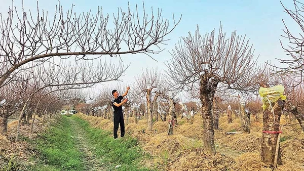Anh Trịnh Văn Hiệu, thôn 8, xã Xuân Du trong vườn đào của gia đình.