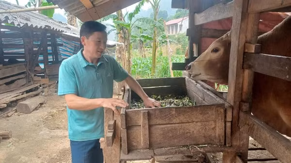 Người dân xóm Lũng Ngần, xã Hà Quảng phát triển chăn nuôi, cải thiện thu nhập.