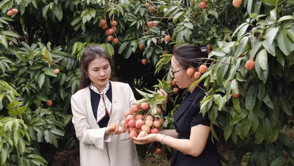 Vải thiều sớm xã Phúc Hòa, bước vào thu hoạch.