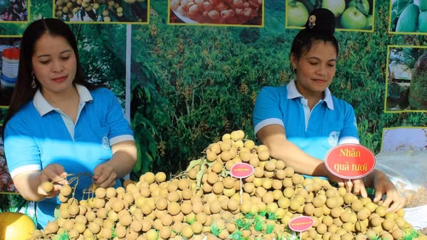 Vùng trồng nhãn các xã Sông Mã, Chiềng Khương... thuộc huyện Sông Mã cũ đã được hỗ trợ xây dựng vùng sản xuất VietGAP.