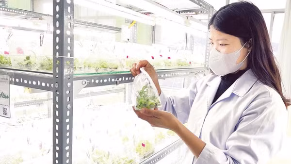 Nuôi cấy mô tạo ra cây giống atisô chất lượng và khả năng nhân giống tốt hơn so với phương pháp truyền thống.