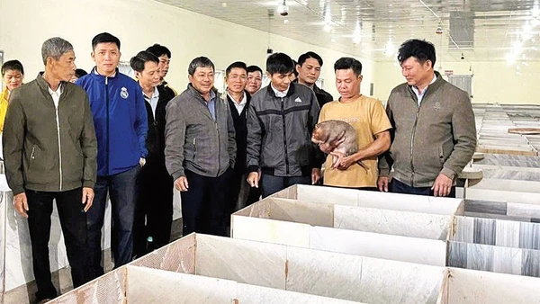 Mô hình nuôi dúi của ông Trần Văn Toàn được nhiều người đến tham quan học tập và được địa phương khuyến khích nhân rộng.