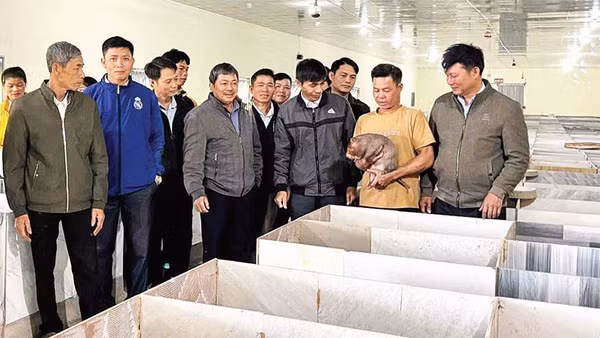 Mô hình nuôi dúi của ông Trần Văn Toàn được nhiều người đến tham quan học tập và được địa phương khuyến khích nhân rộng.