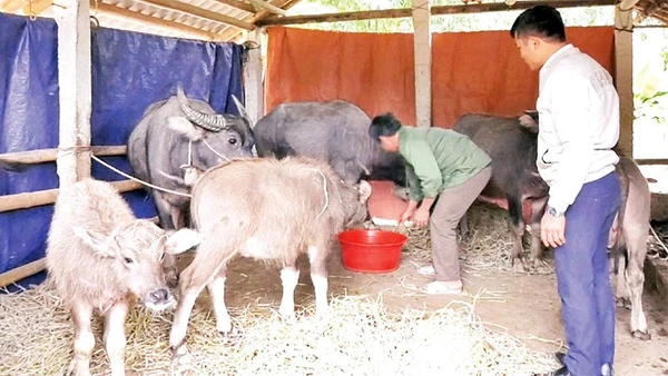 Ông Hà Thanh Toàn ở xã Mường Lát chăm sóc đàn trâu.