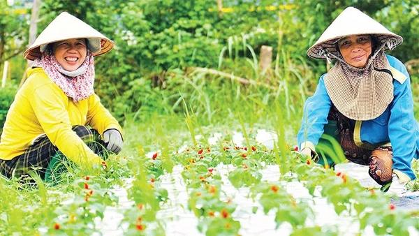 Người trồng hoa Tết ở xã Duy Xuyên, thành phố Đà Nẵng vào vụ Tết.