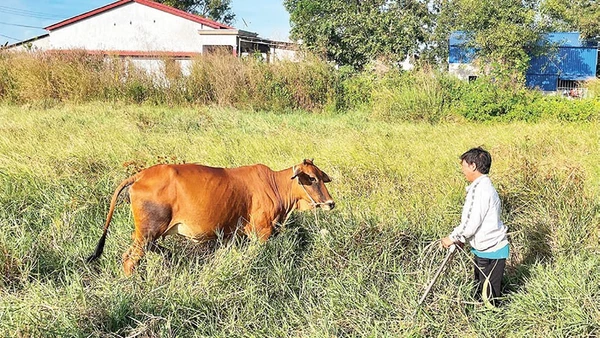 Chăn nuôi bò đẻ đem lại khoản tích lũy đáng kể cho các hộ nghèo.