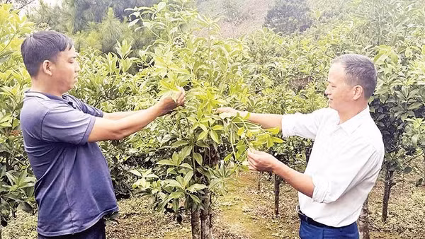 Cây hồi trở thành cây trồng chủ lực để xóa nghèo tại xã Đường Hồng.